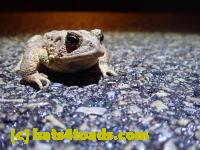 /home//u458753944/public_html/sourcegallery//Roxborough Toad Detour/2022/2022-03-07/P3070846.JPG
